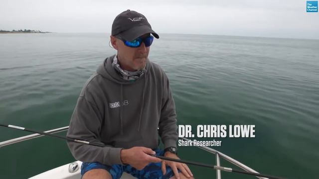 Full Documentary: Into The Shark Zone