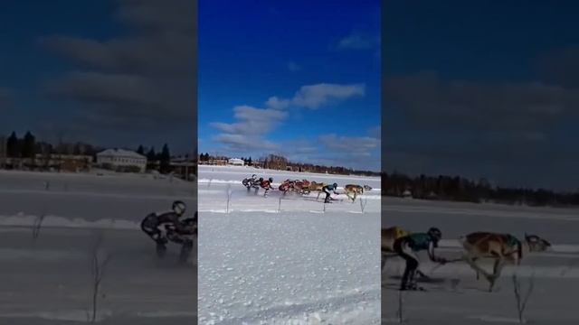 #porocup #nordfin #snow #kuusamo #lynxsnowmobiles #skidoo #reindeers смотреть онлайн