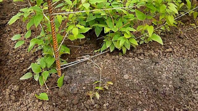 Propagate Clematis by Layering. Размножаем клематис отводкой. смотреть онлайн