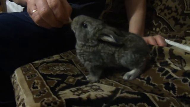 Хорошенький кролик смешно ест смотреть онлайн