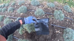 ГВОЗДИКА САДОВАЯ (БОРДЮРНАЯ), МНОГОЛЕТНЯЯ - РАЗВЕДЕНИЕ. Часть 3 (заключительная).