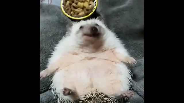 Ёж ест задом наперёд