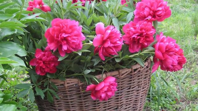 Почему не цветут пионы смотреть онлайн