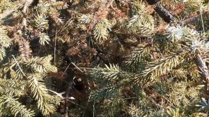 Лечим голубую ель. Болезни хвойных. Часть 1