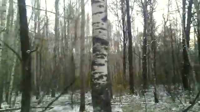 нашли белку на дубу смотреть онлайн