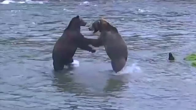 Meet 435 Holly - Bears Of Brooks Falls