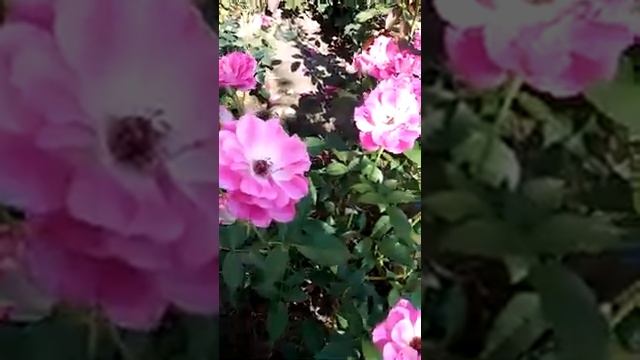 Роза Пинк Бриллиант Айсберг. смотреть онлайн