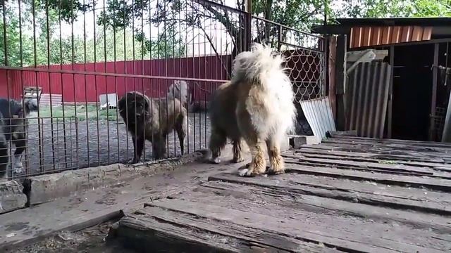Illyrian Shepherd vs Caucasian Ovcharka ( Sarplaninac vs Caucasian shepherd ) смотреть онлайн