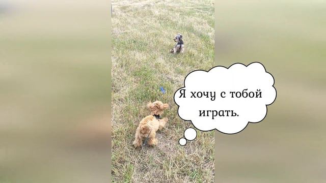 Знакомство с собакой Арчи смотреть онлайн
