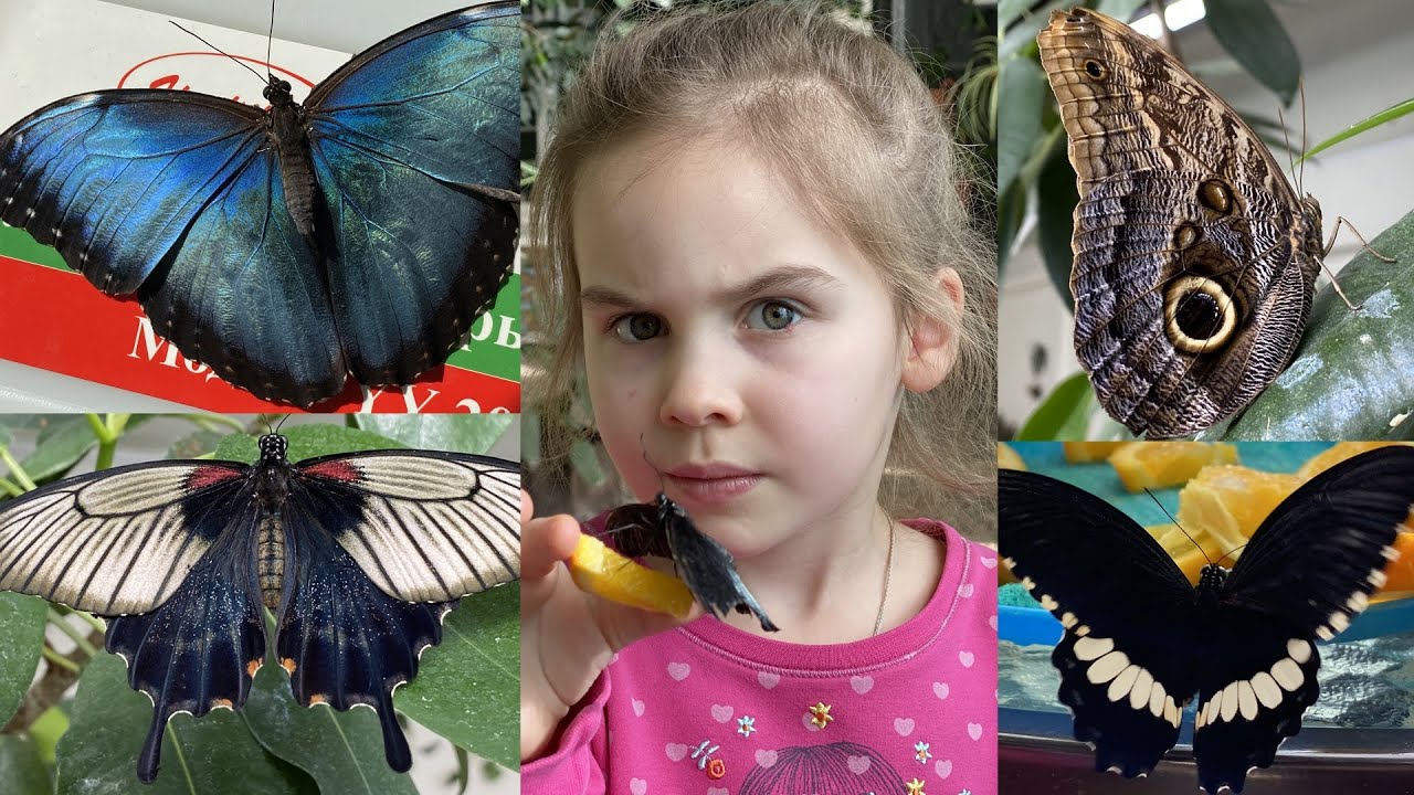 Дом бабочек 🦋 ВДНХ
