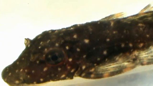 анциструс хоплогенис смотреть онлайн