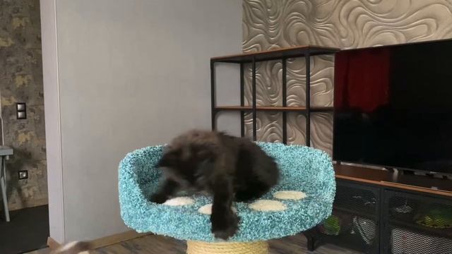 Черныха - котенок мейн кун, девочка, 2 месяца, окрас - черный смотреть онлайн