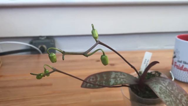 Unboxing: Phal stuartiana and Gastrochilus calceolaris смотреть онлайн