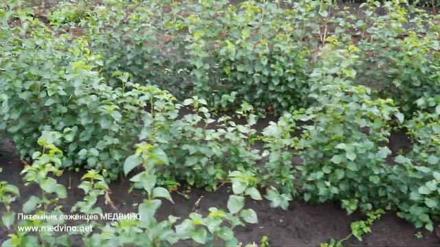 Подвои антипки на продажу смотреть онлайн