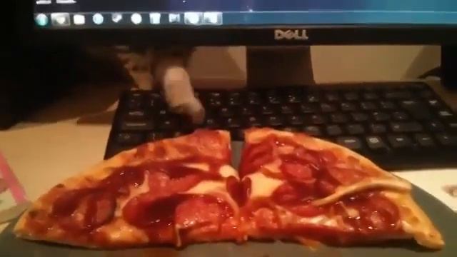 Кот ворует пиццу