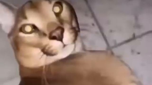 Floppa meme смотреть онлайн