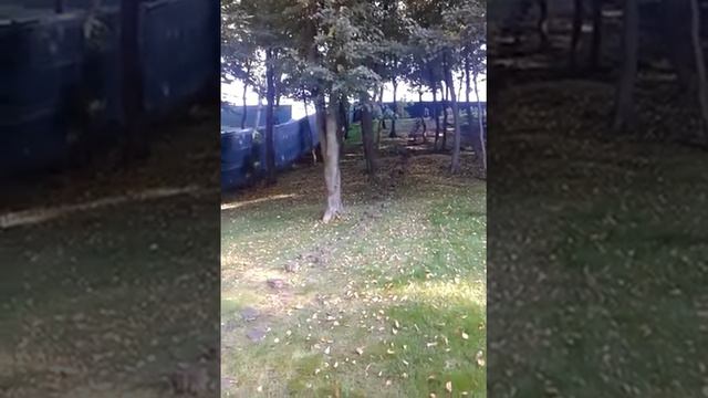 Межигорье. Пенечки Януковича смотреть онлайн