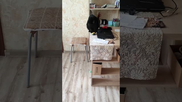 Странная кличка у кота #смешныеживотные #юмор #смешные #кошки #животные #смешныекошки #смешно