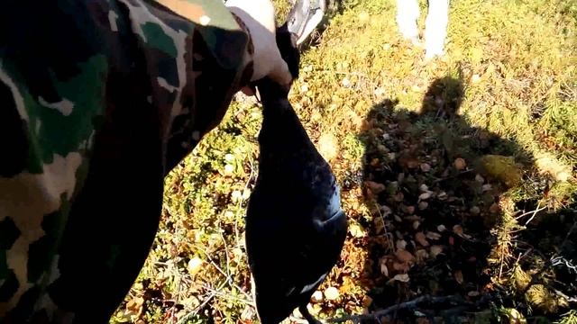 Охота на уток осень 2016 Подача утки собакой. Чернеть хохлатая. смотреть онлайн