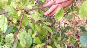 ? Слива выросшая из косточки | Обзор 4-х летних слив и бонус в конце | Видео по просьбе подписчика