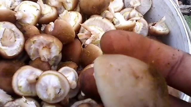 Осенний сбор грибов! Опята Autumn collection of mushrooms! смотреть онлайн