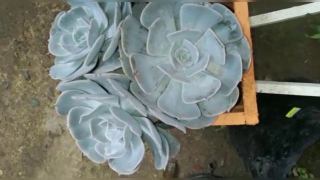 ECHEVERIA LILACINA || EL RINCÓN DE NORA 🌿 смотреть онлайн