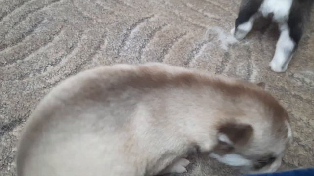 Утро 1 января. Девчули хаски Джесси смотреть онлайн