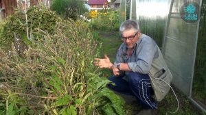 Чернокорень лекарственный