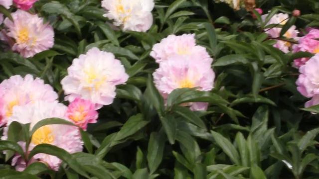 La Donna | R2 Flowers BV | Peonies смотреть онлайн