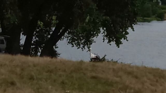 Кемпінг біля с. Марківці Летичівський район Хмельницька обл. / Південний Буг смотреть онлайн