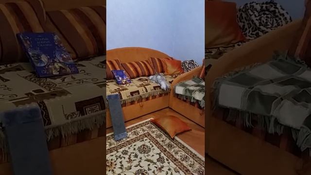 Кот бесится! Гарфилд гоняет по квартире. Как остановить игривого кота?