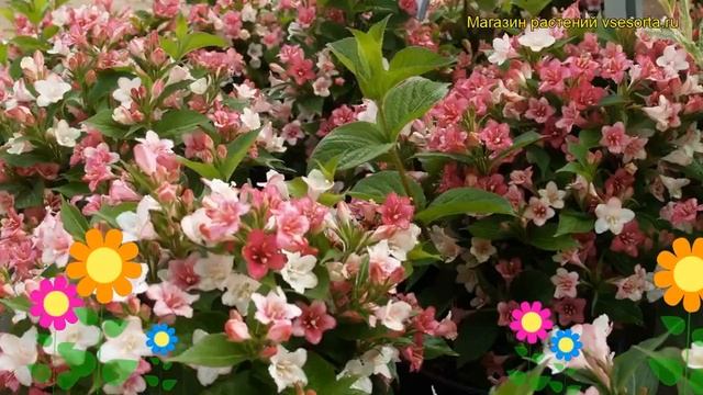 Вейгела цветущая Карнавал. Краткий обзор, описание характеристик Weigela Florida Carnaval