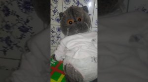Как кормить кота Басика.