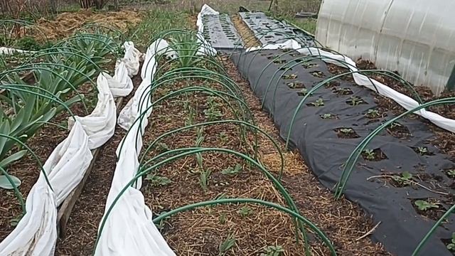 РЕАЛИ ПО КЛУБНИКЕ ПРОСТЫ КАК АПЕЛЬСИН // ВАЦАП ДЛЯ ЗАКАЗА РАССАДЫ 8-915-245-81-59 ПИСЬМЕННО смотреть онлайн