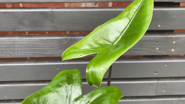 30cm Alocasia Black Stem | Black Zebrina | Rare House Plant | 15cm Pot | 30cm Height смотреть онлайн