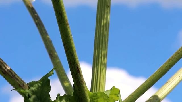 Борщевик захватывает Россию. Самое опасное растение! Интересные факты о борщевике Сосновского смотреть онлайн