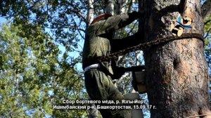 Сбор бортевого мёда (Ишимбайский район, Башкортостан)