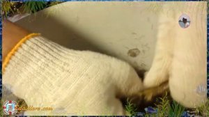 Фазан фото. Как разделать фазана в домашних условиях видео от Petr de Cril’on & SonyKpK