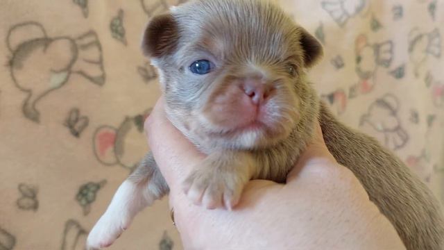 Парадиз Тарантинович лиловый триколор ПРОДАЖА чихуахуа питомник Кастропуло Крым +79787458062 смотреть онлайн