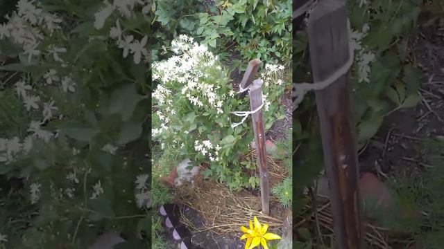 Я могу вам предложить свои услуги