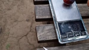 Описание сорта винограда Брависсимо,  мощный красавец!