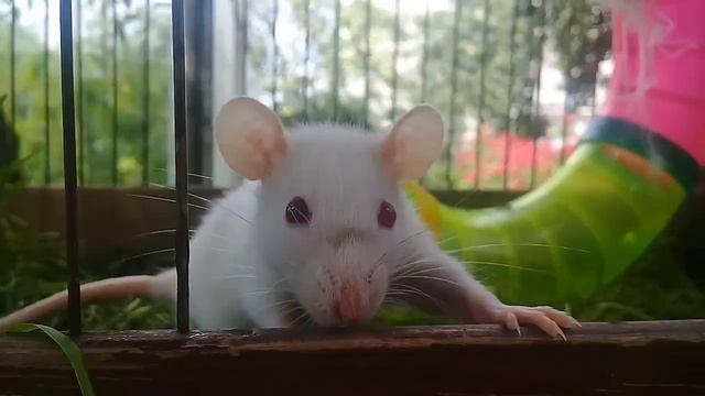 Как я кормлю животных...! Крыски. Собака. Кошка. смотреть онлайн