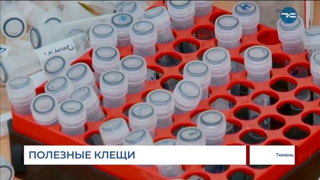 Как спасти лес от короедов смотреть онлайн