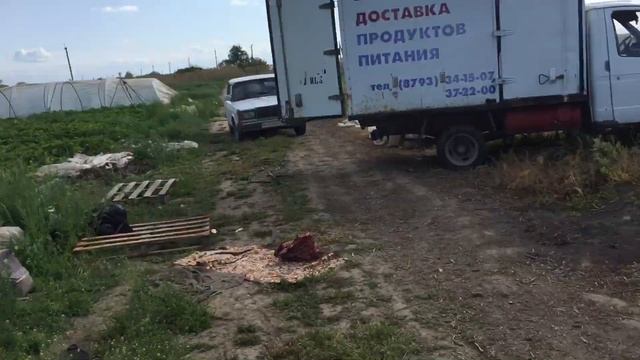 Сбор клубники сорт Клери смотреть онлайн