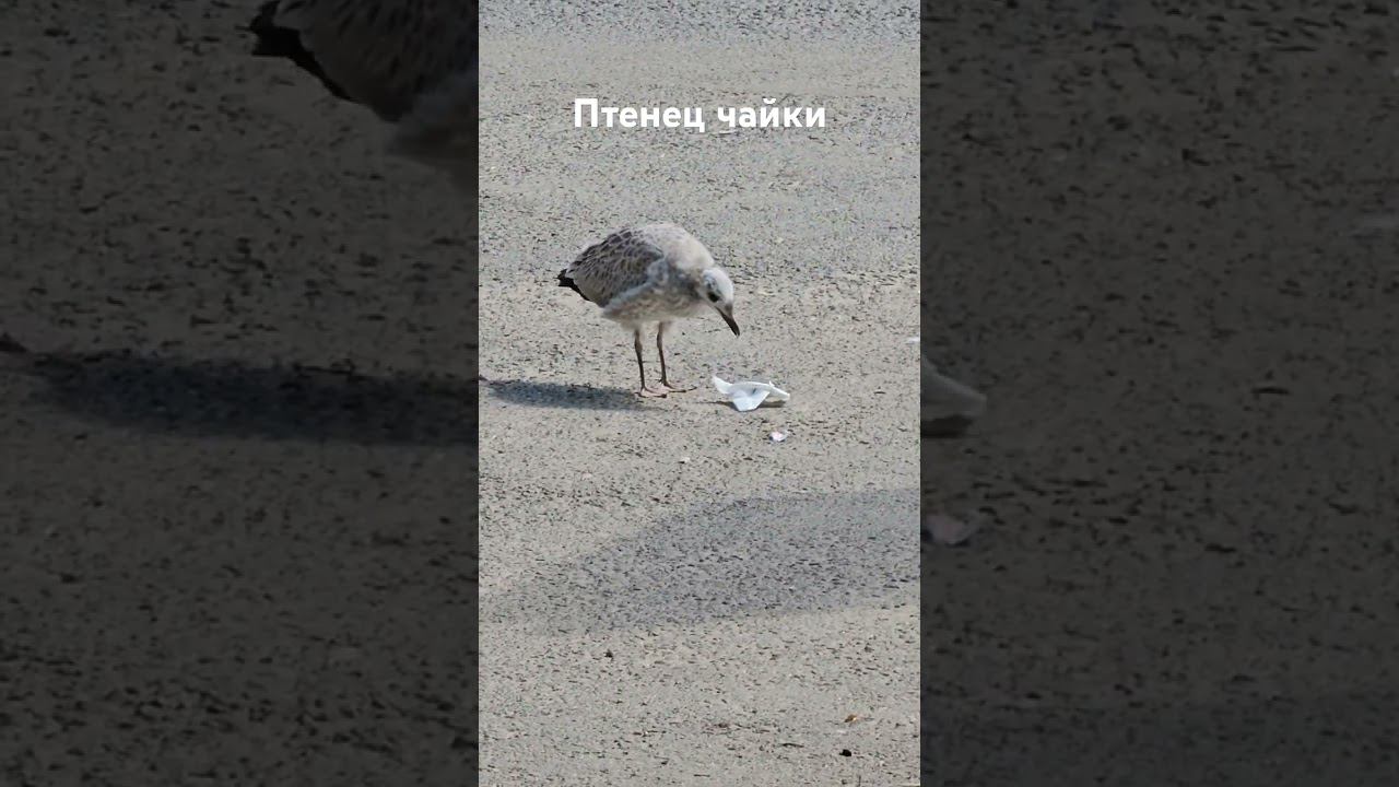 Зайка Пушистая