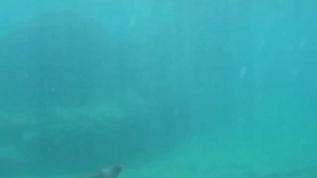 Penguin swimming under water - Galapagos смотреть онлайн