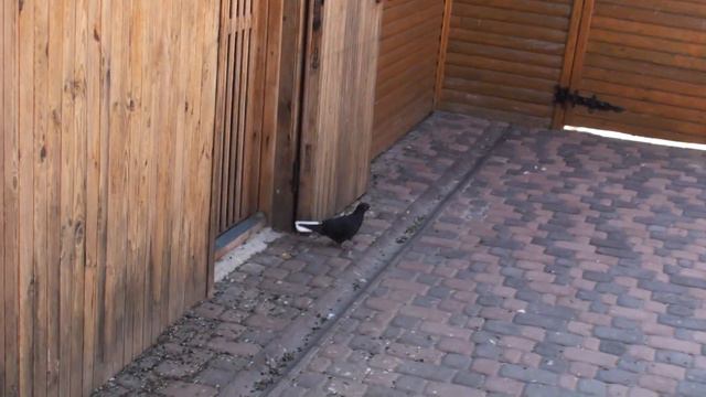 ЧЕРЕЗ ПОЛТОРА СУТОК смотреть онлайн