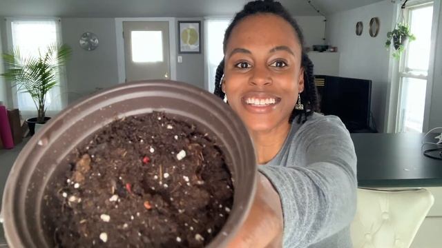 Baby Blue Eucalyptus Cinerea Seeds Have Started Sprouting смотреть онлайн
