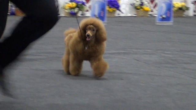 00064XXIII Национальная выставка пуделей 28.05.2017 --Нежность любви Харизма смотреть онлайн