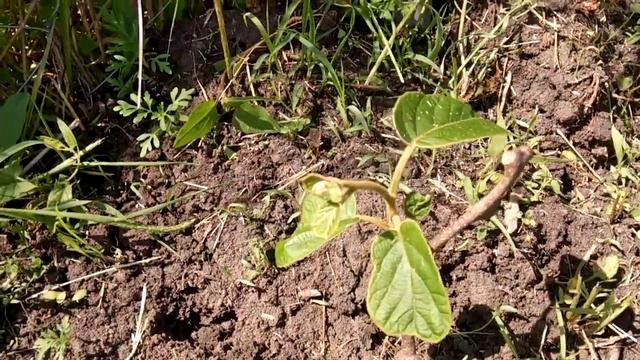 Черенки киви смотреть онлайн